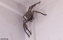 Hãi hùng nhện khổng lồ đột nhập nhà dân