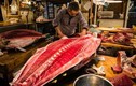 Video: Người Nhật xẻ thịt cá ngừ khổng lồ giá 11.000 USD như thế nào?