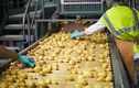Video: Quy trình sản xuất snack khoai tây trong nhà máy lớn nhất thế giới