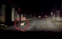 Video: Lái ôtô suýt gặp hoạ vì em bé bò ra đường trong đêm