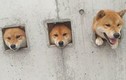 Video: 3 con chó Shiba Inu thò đầu ra lỗ hút khách ghé thăm