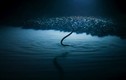 Video: Lươn biển giãy giụa vì sốc độc khi lọt vào hồ muối dưới đáy biển