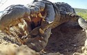 Video: Cận cảnh quá trình cá sấu ngậm đàn con mới nở thả xuống sông