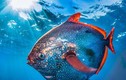 Video: Cận cảnh loài cá máu nóng duy nhất trên thế giới