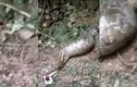 Video: Trăn khủng nuốt trọn vật nuôi 40 kg