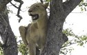 Video: Sư tử chịu nhục trước bầy linh cẩu và màn trả thù đáng sợ