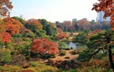 Video: Ngắm mùa thu đẹp hút hồn du khách ở Nhật Bản