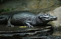 Video: Cá sấu ăn thịt người ngụy trang dưới sông sẵn sàng tấn công
