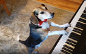 Video: Chú chó tự chơi đàn piano và 'hát' gây sốt cộng đồng mạng