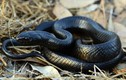 Video: Rắn hổ mang chúa kịch độc cũng phải khiếp sợ loài rắn này