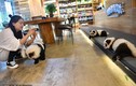 Video: Quán cà phê nhuộm chó thành gấu trúc để thu hút khách