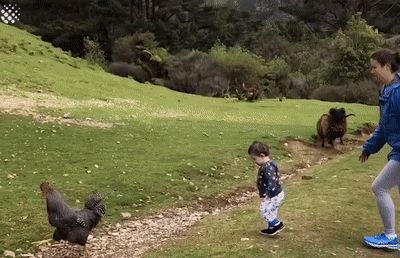 Video: Cừu lao tới như điên, mẹ nhanh tay cứu em bé trong tích tắc