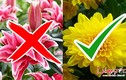 Video: Sai lầm khi cắm hoa trên bàn thờ ngày Tết không thể bỏ qua