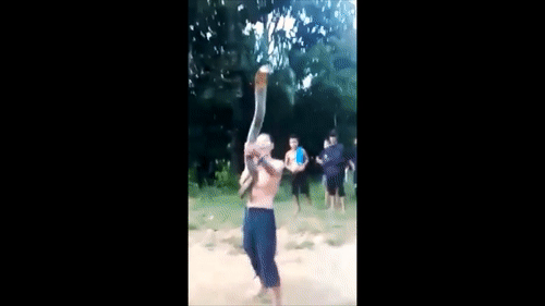 Video: "Dị nhân" chết thảm vì ‘nghịch dại’ với rắn hổ mang chúa khổng lồ