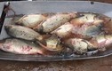 Tiết lộ bí mật cá chép nuôi gắn mác cá sông bán khắp chợ