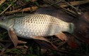 Cá nuôi ao gắn mác cá sông, chiêu tráo lừa bán gạo Điện Biên