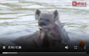 Video: Linh cẩu tàn độc hành hạ man rợ đồng loại dưới nước