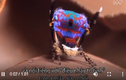 Video: Phát hiện 7 loài nhện chim công mới