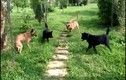 Video: 4 con chó nhà hợp lực vây hãm, triệt hạ rắn hổ mang chúa