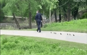 Video: Vịt con đi lạc được cảnh sát dẫn đi tìm mẹ khiến nhiều người thích thú