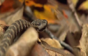 Video: Nhai ngấu nghiến rắn độc, sóc chuột bỏ mạng vì bị báo thù