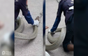 Video: Đột nhập nhà cô gái trẻ bắt rắn hổ mang chúa khổng lồ