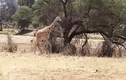 Video: Sư tử tung chiêu, hạ gục hươu cao cổ chỉ trong nháy mắt
