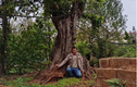 Trung Quốc chịu chi 12 tỷ mua cặp cây 'khủng', đại gia vẫn chưa chịu bán