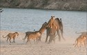 Video: voi con chiến đấu với 14 con sư tử và cái kết