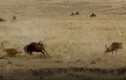 Video: Sư tử bỏ chạy vì linh dương nổi cơn thịnh nộ