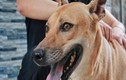 Đại gia khắp nơi "săn đón" chú chó đắt giá nhất Việt Nam