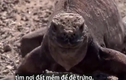 Video: Kỳ đà trôi dạt vào bờ bị chim ưng tập kích