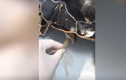 Video: Kéo 30cm rác nhựa ra khỏi bụng rùa biển