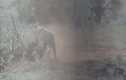 Video: lợn rừng bật dậy quật ngã sư tử để thoát thân và cái kết