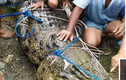 Cá sấu dìm chết thiếu nữ nhưng không thể ăn thịt vì rụng răng