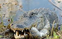  Video: Cá sấu ngáo ngơ quật ngã "họ hàng bé Na" trong chớp mắt 