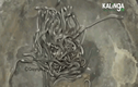 Video:  100 con rắn hổ mang con bò nhung nhúc trong nhà dân