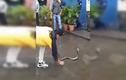 Video: Sững người xem cô gái tay không bắt rắn hổ mang chúa khổng lồ