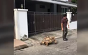 Video: Cụ rùa Sulcata siêu to khổng lồ dạo phố cùng "anh sen"