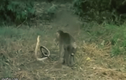 Video: Nể phục khỉ con "tát vỡ mặt" hổ mang chúa