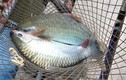Loài cá quý hiếm trên sông Đà muốn ăn phải chờ vài năm