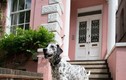 Ngôi nhà '101 chú chó đốm' giá hơn 11 triệu USD