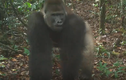 Video: Khỉ đột quý hiếm nhất thế giới xuất hiện cùng đàn con