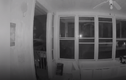 Video: Gấu biết mở cửa đột nhập vào nhà dân để ăn pizza