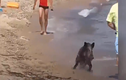 Video: Hết hồn cảnh lợn rừng rượt khách du lịch ở bãi biển Đức