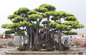 Mãn nhãn cây sanh cổ Việt Nam được định giá gần 460 tỷ