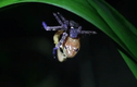 Video: Cận cảnh nhện tím hạ sát ếch vàng