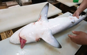 Video: Chế biến cá mập thành bốn món cực ngon