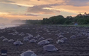 Video: Hàng trăm con rùa đẻ trứng tạo ra quang cảnh kinh ngạc