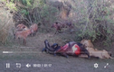 VIdeo :15 con linh cẩu 'tổng tấn công', cướp miếng mồi của sư tử